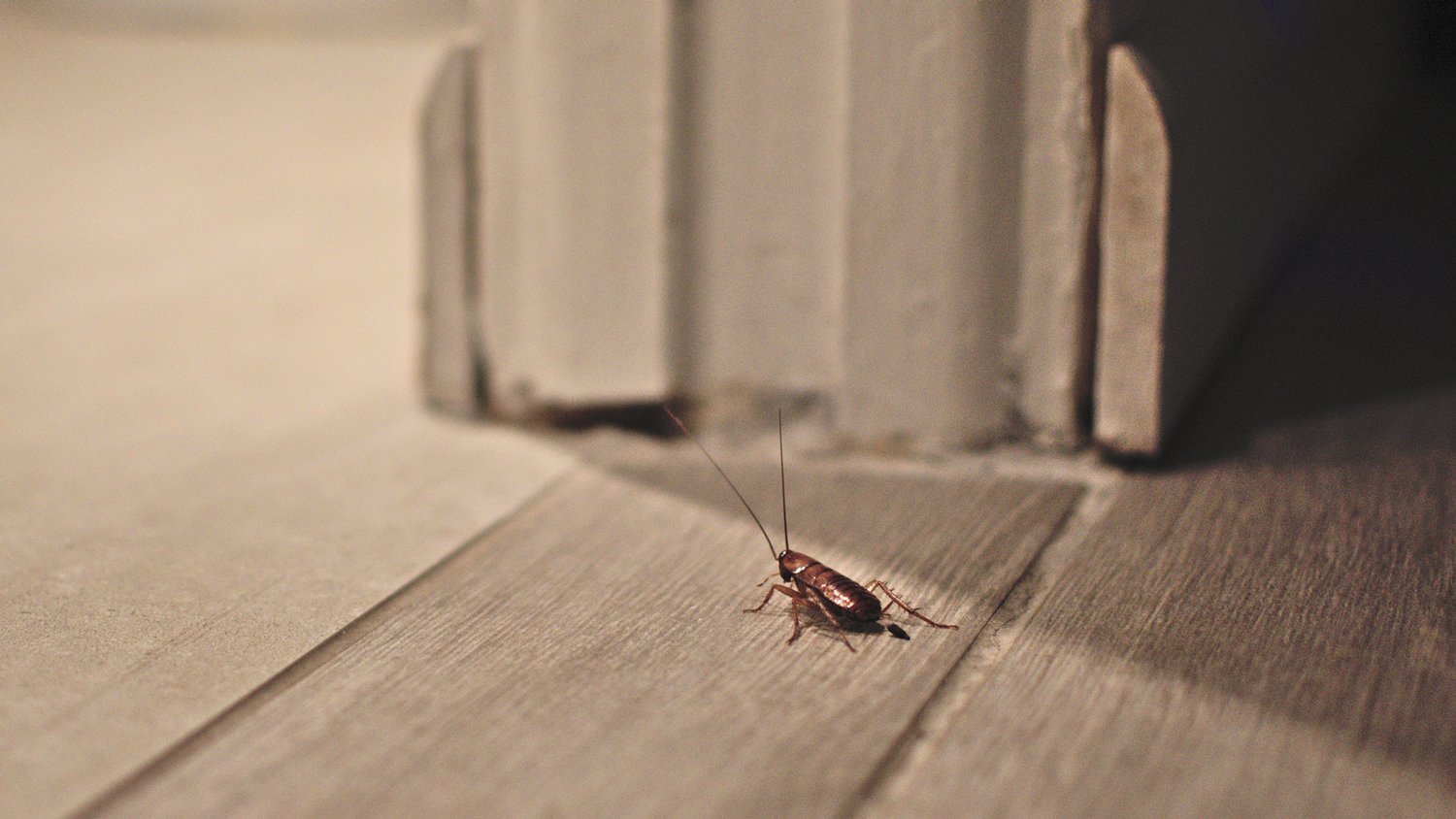 roach on wooden floor in apartment house