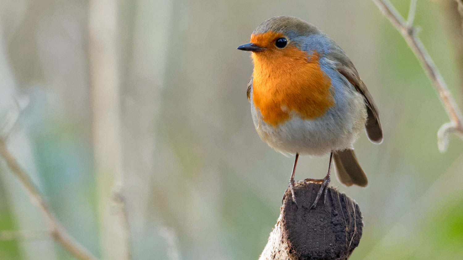 robin on a branch