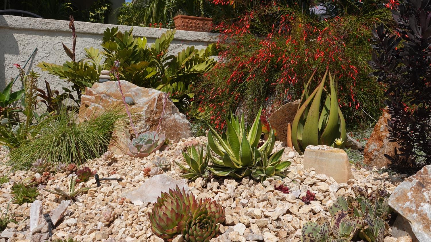 A rock garden with succulent plants