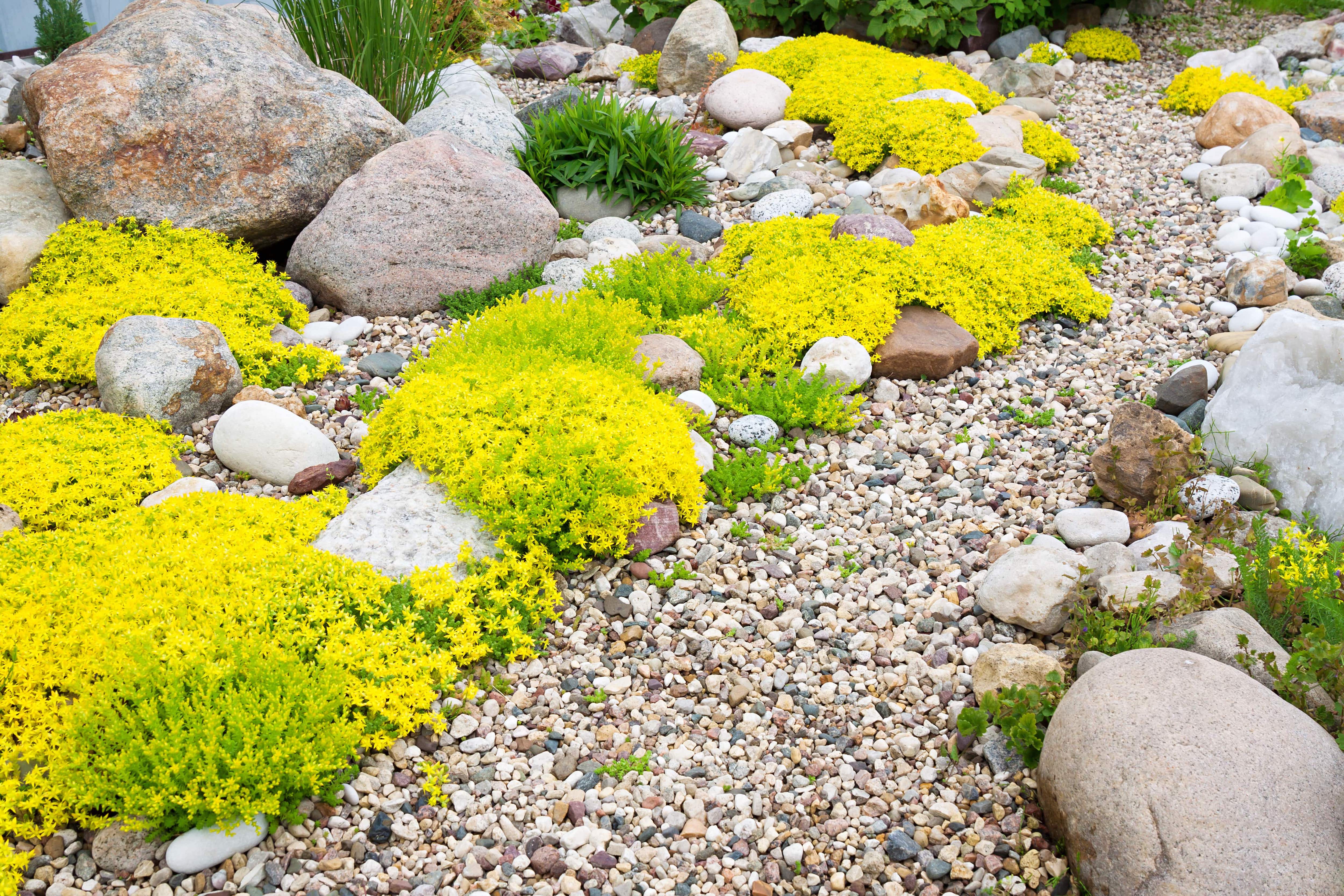 garden made of rocks and moss