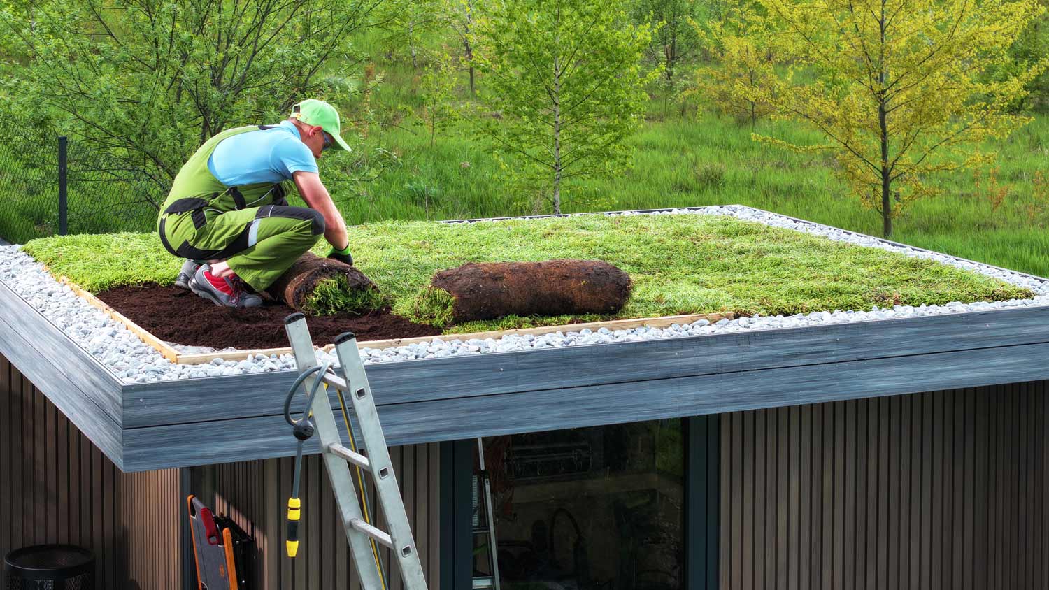 Professional Gardener Building Sedum Green Roof on Top of a Shed