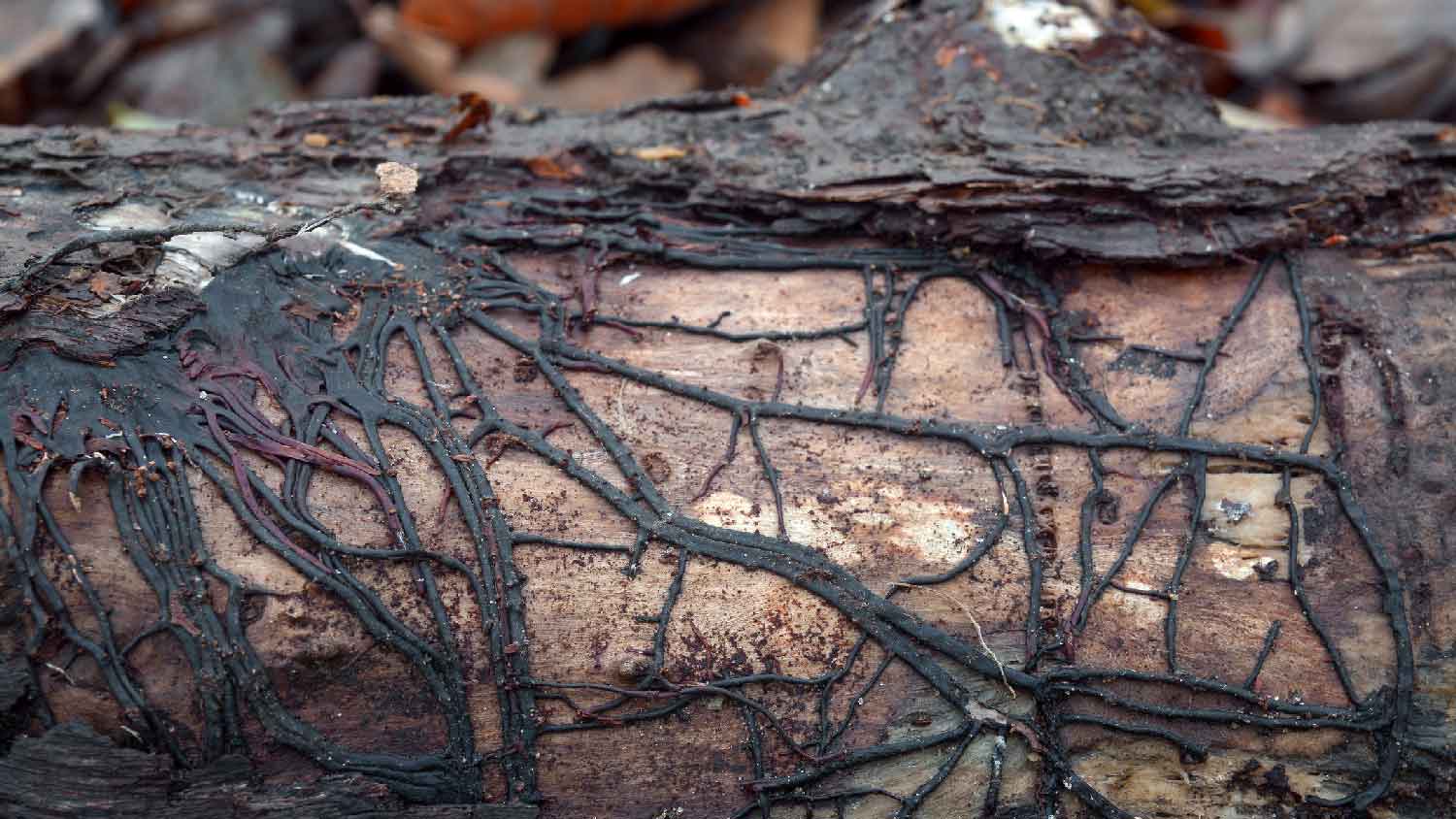 Close-up of armillaria root rot