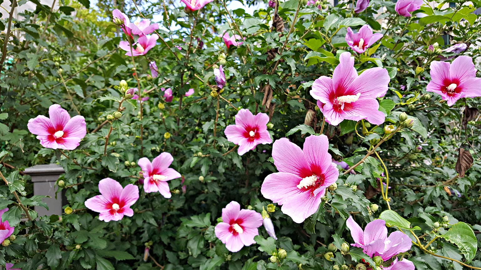 Rose of Sharon