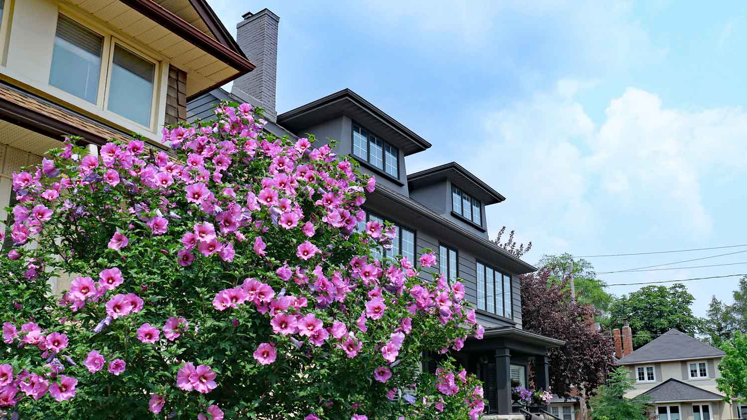 Rose of sharon shrubs in front of houses