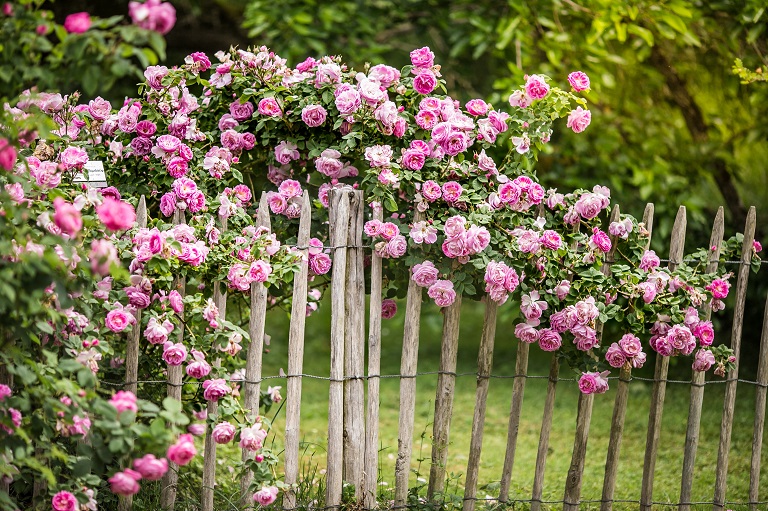 Roses in a DYI garden