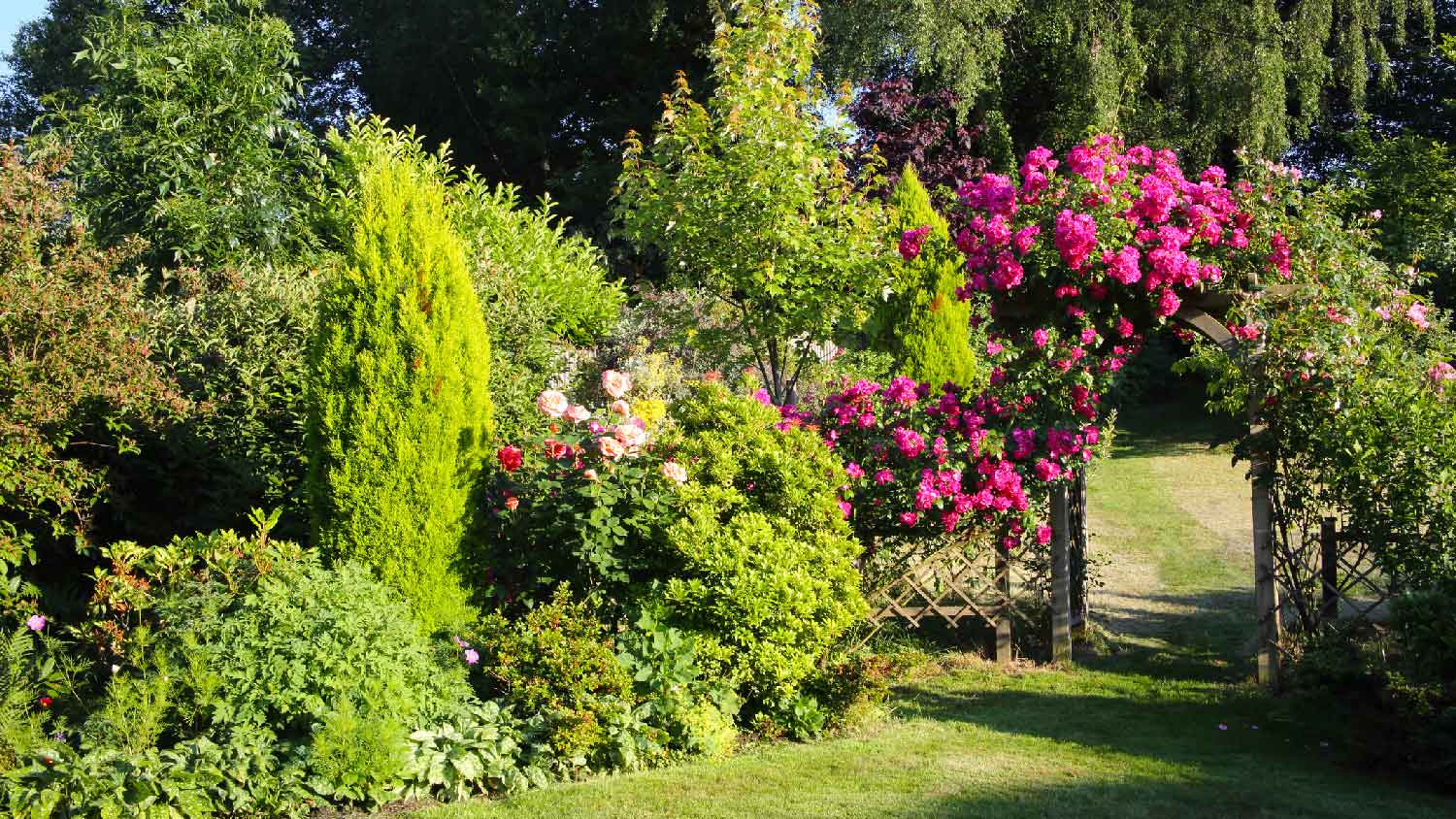 Roses on a trellis in a sun drenched garden