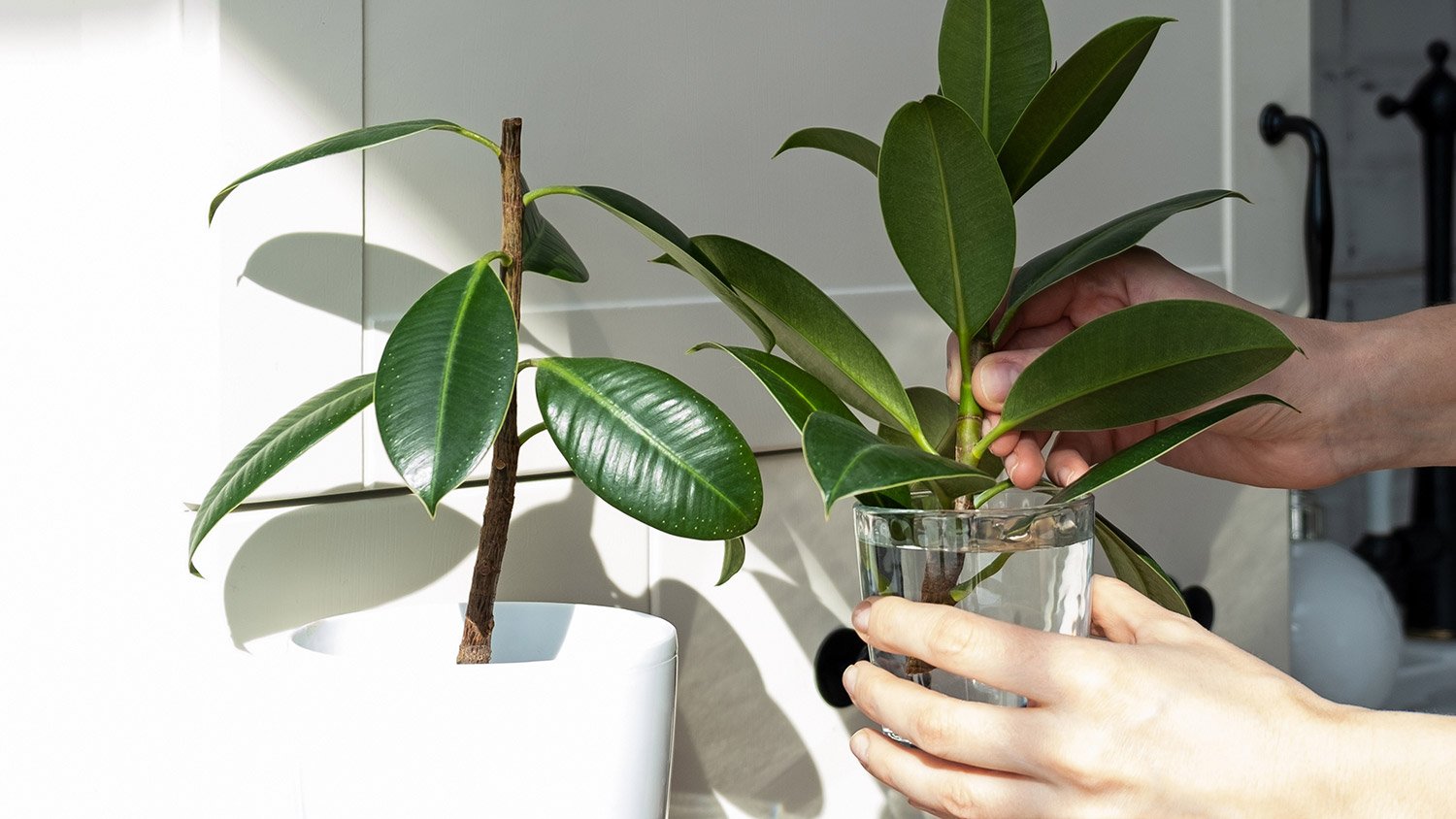 Rubber plant with hands and water