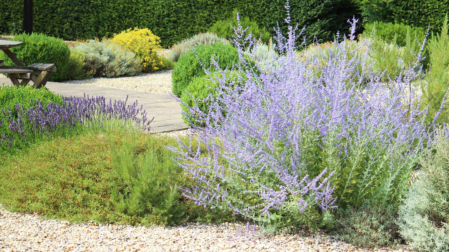 Russian sage bush in a xeriscape