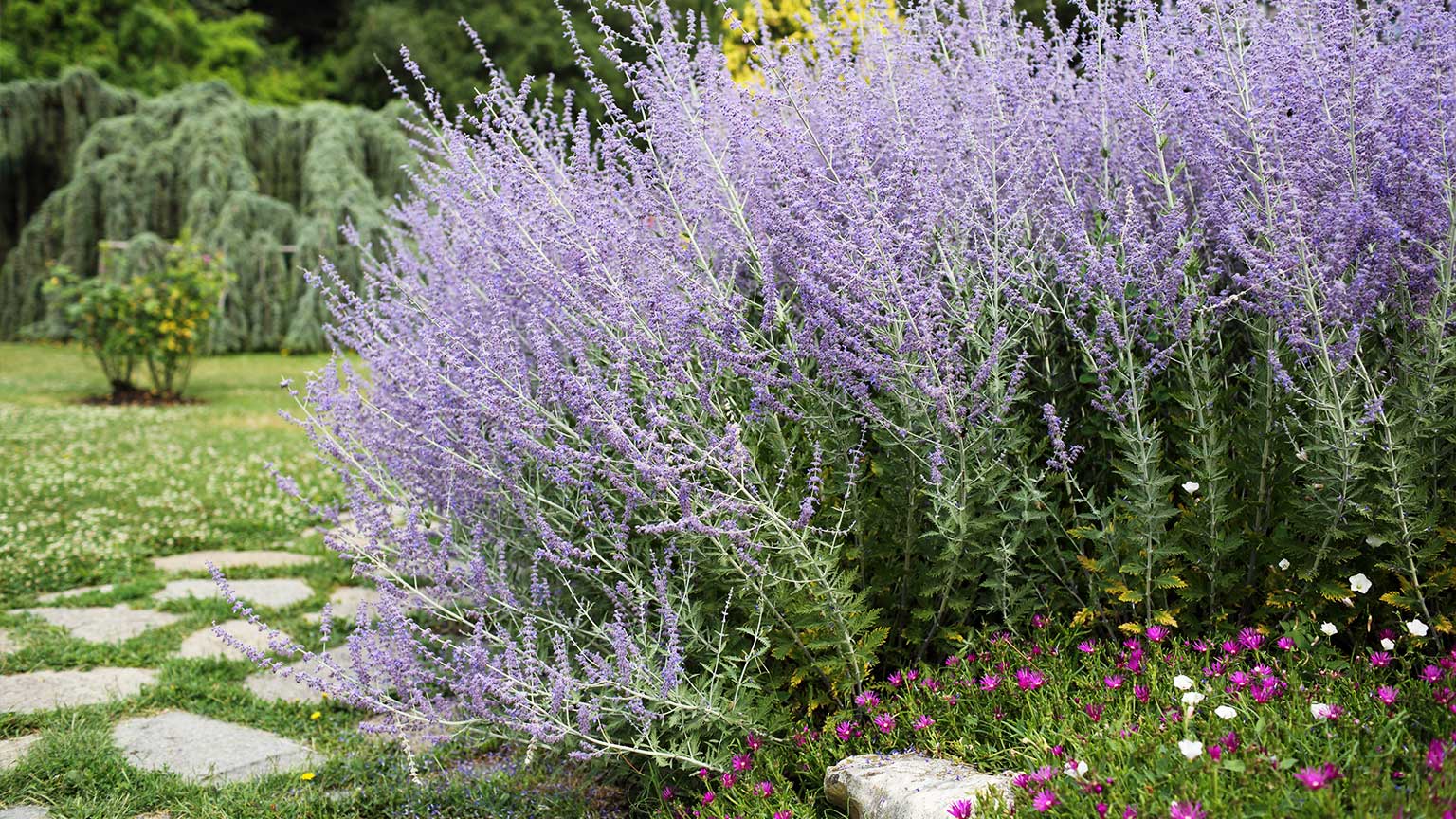 Russian sage