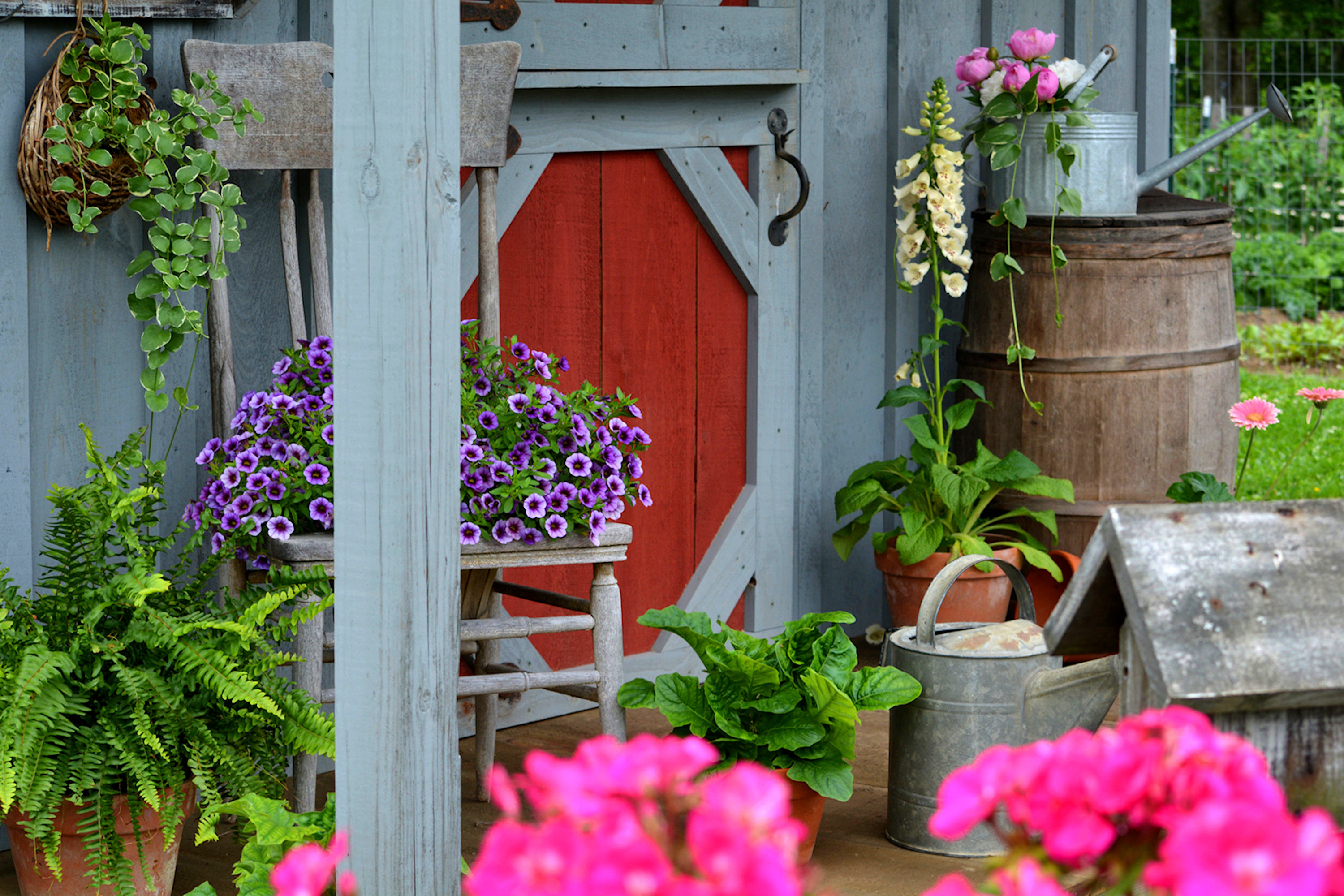 flowers on garden shed porch