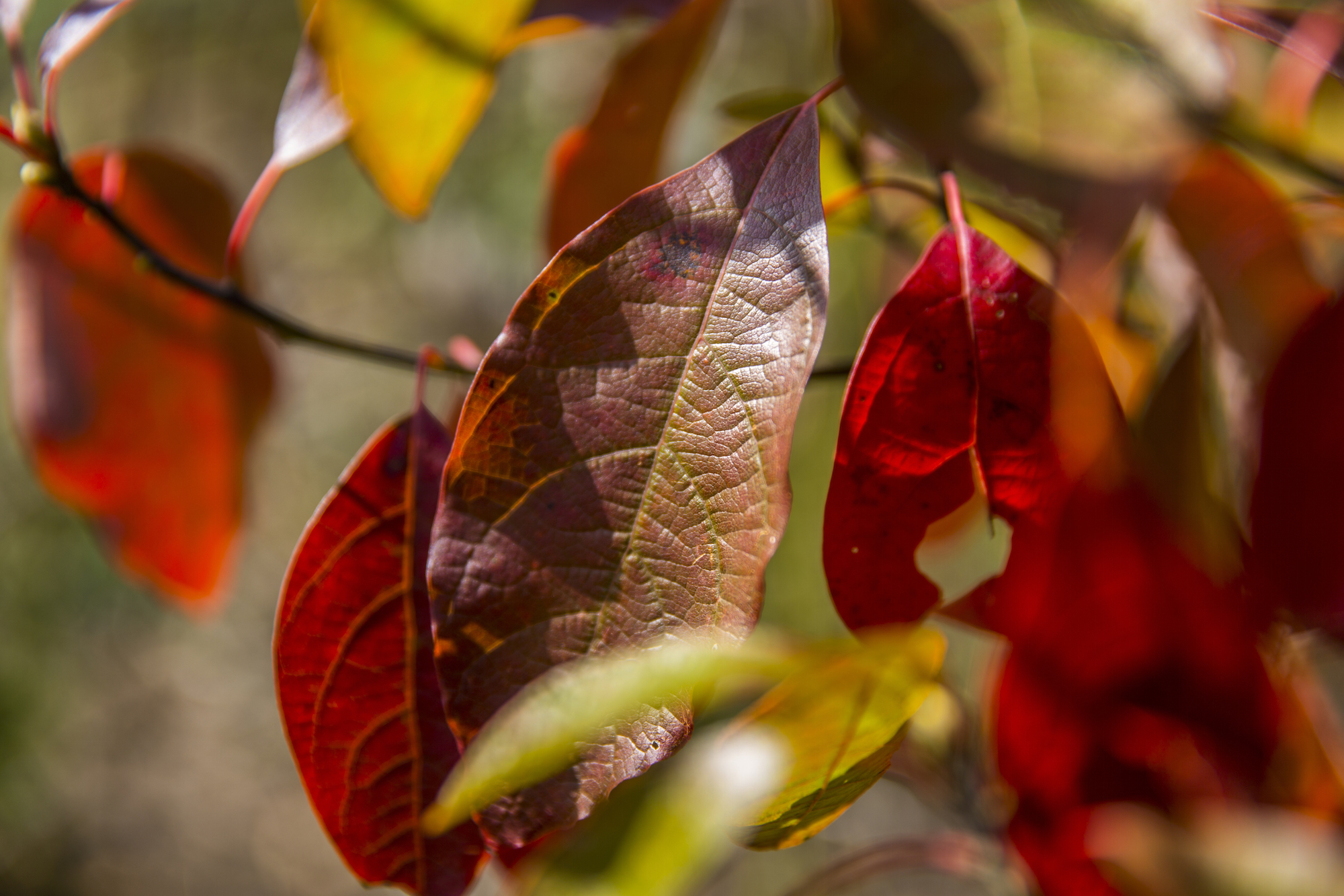 sassafras tree