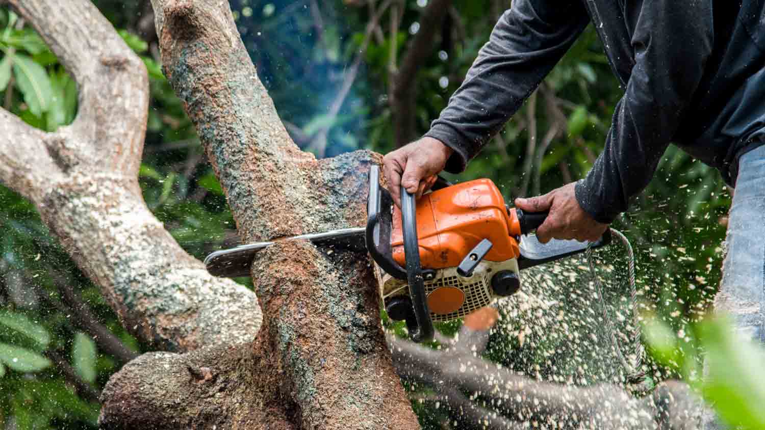 man sawing off tree