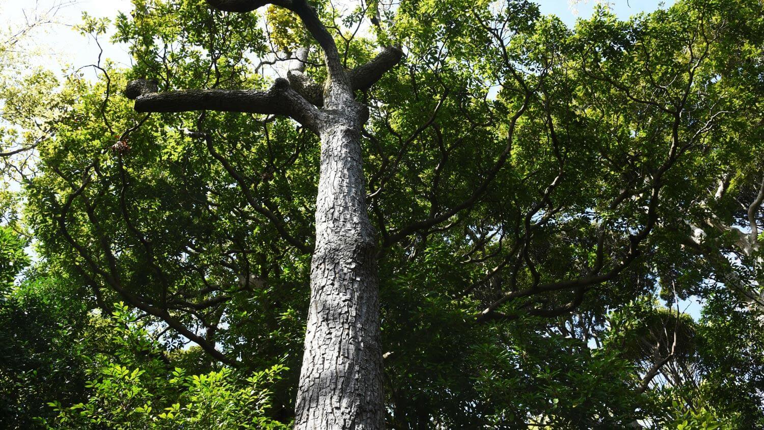 A sawtooth oak tree
