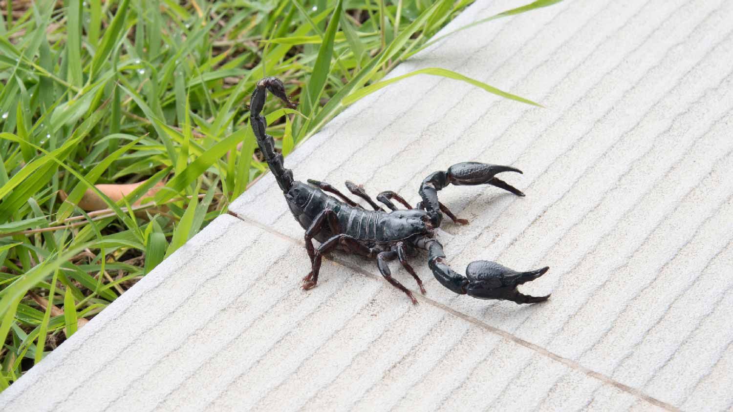 A stripped bark scorpion