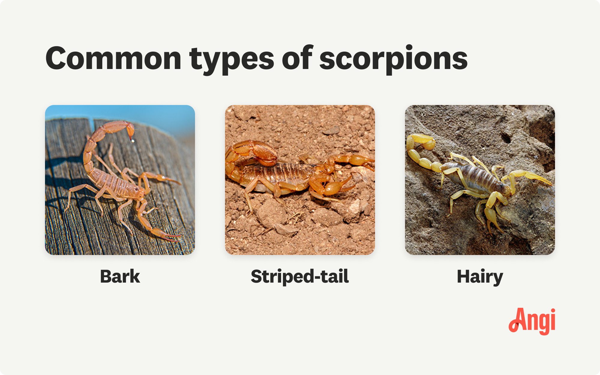 3 common types of scorpions compared visually, including bark and hairy