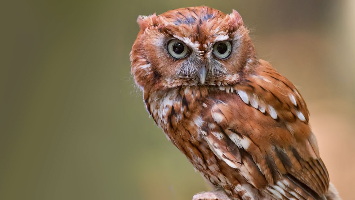 screech owl on a branch