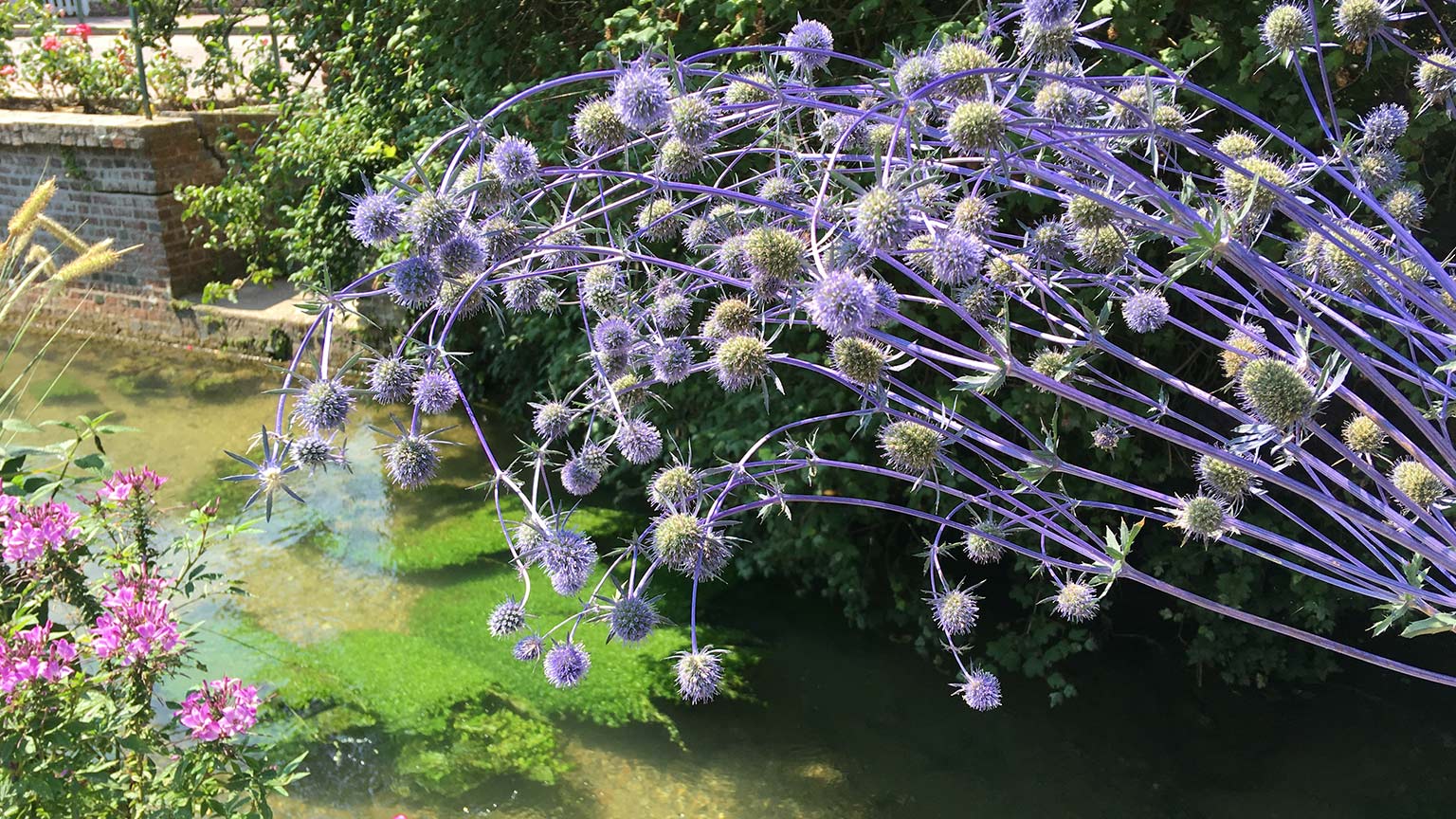 Sea Holly