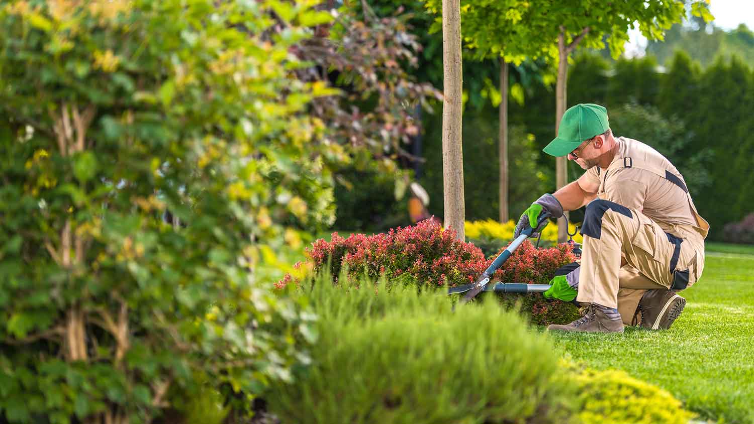 Professional landscaper trimming bushes in the yard