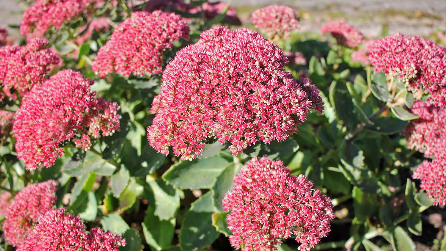 Closeup of a sedum plant with pink flowers