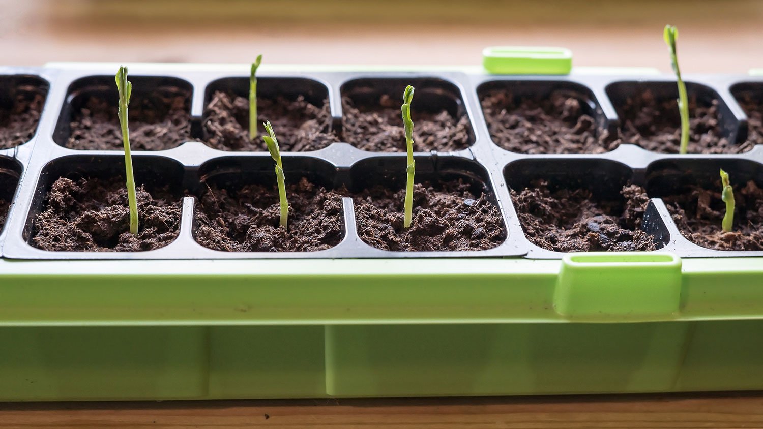 Seeds growing indoors on a tray