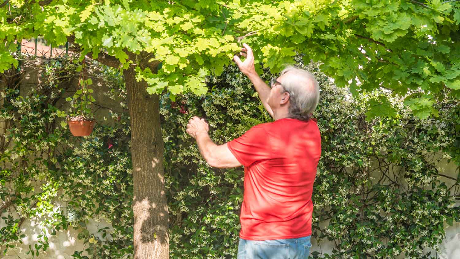 A senior man inspecting a tree in his garden