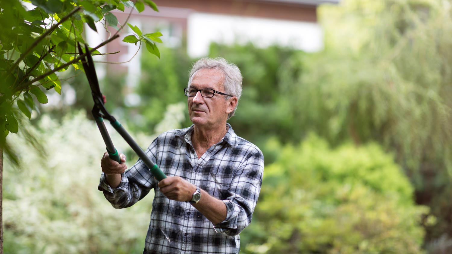 A senior man pruning tree branches