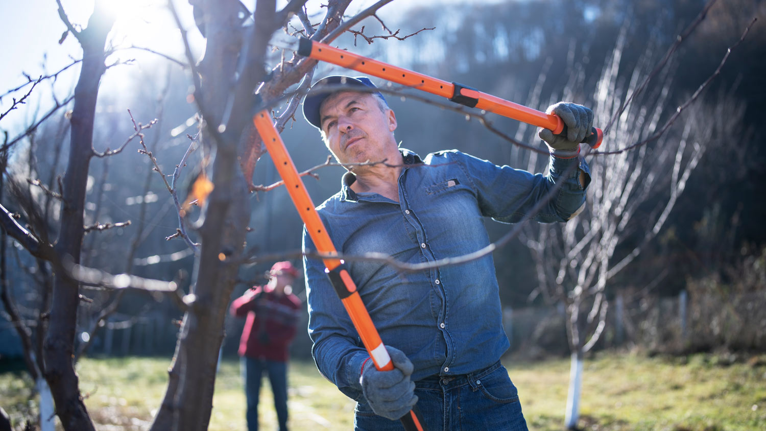 A senior man pruning a tree