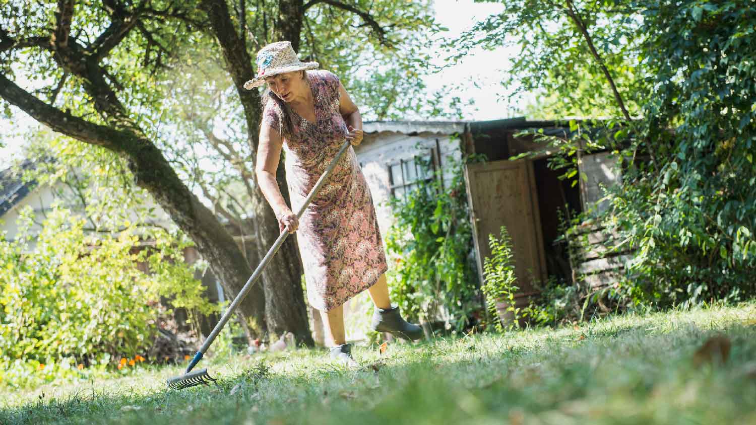 A senior woman dethatching the lawn
