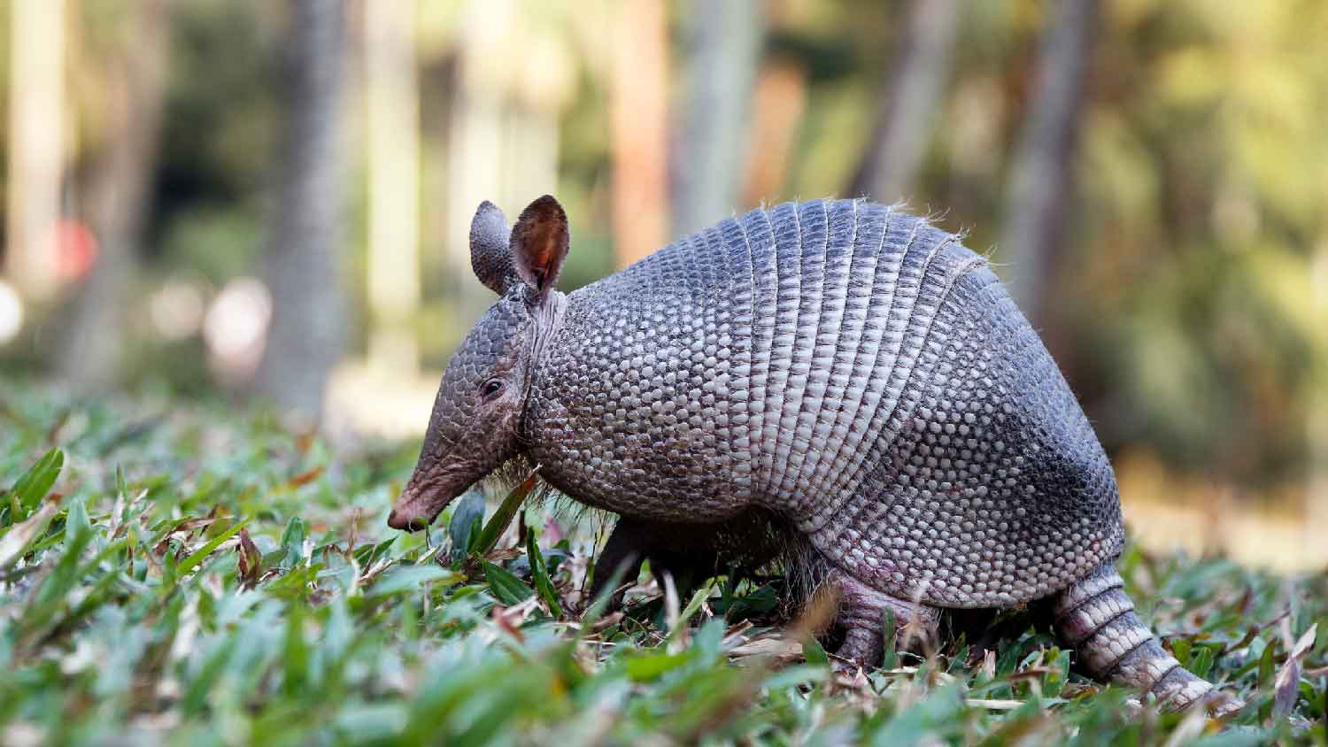 A seven-banded armadillo