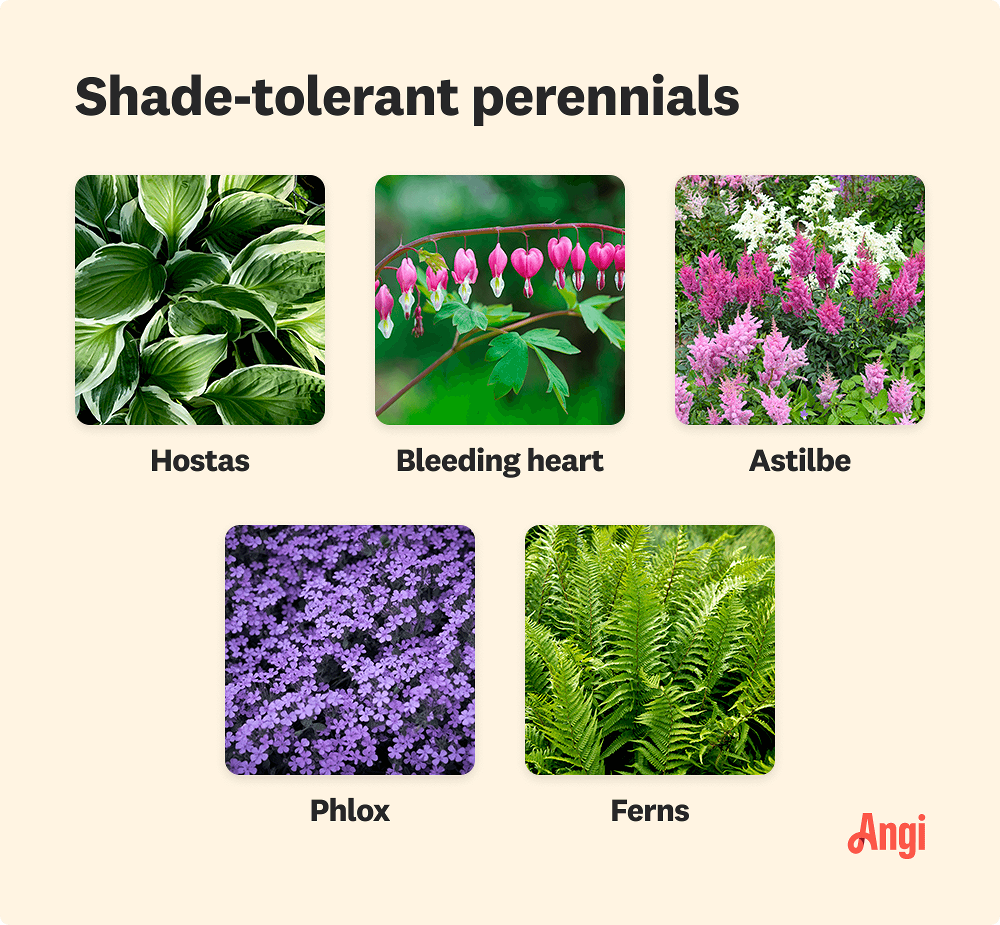 5 shade-tolerant perennials compared visually, including hostas, bleeding hearts, and ferns