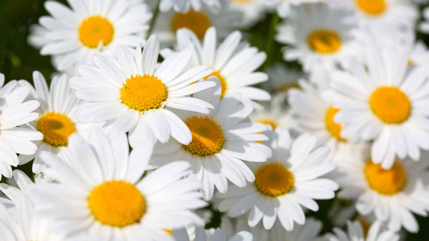 Group of Shasta Daisy flowers in the garden