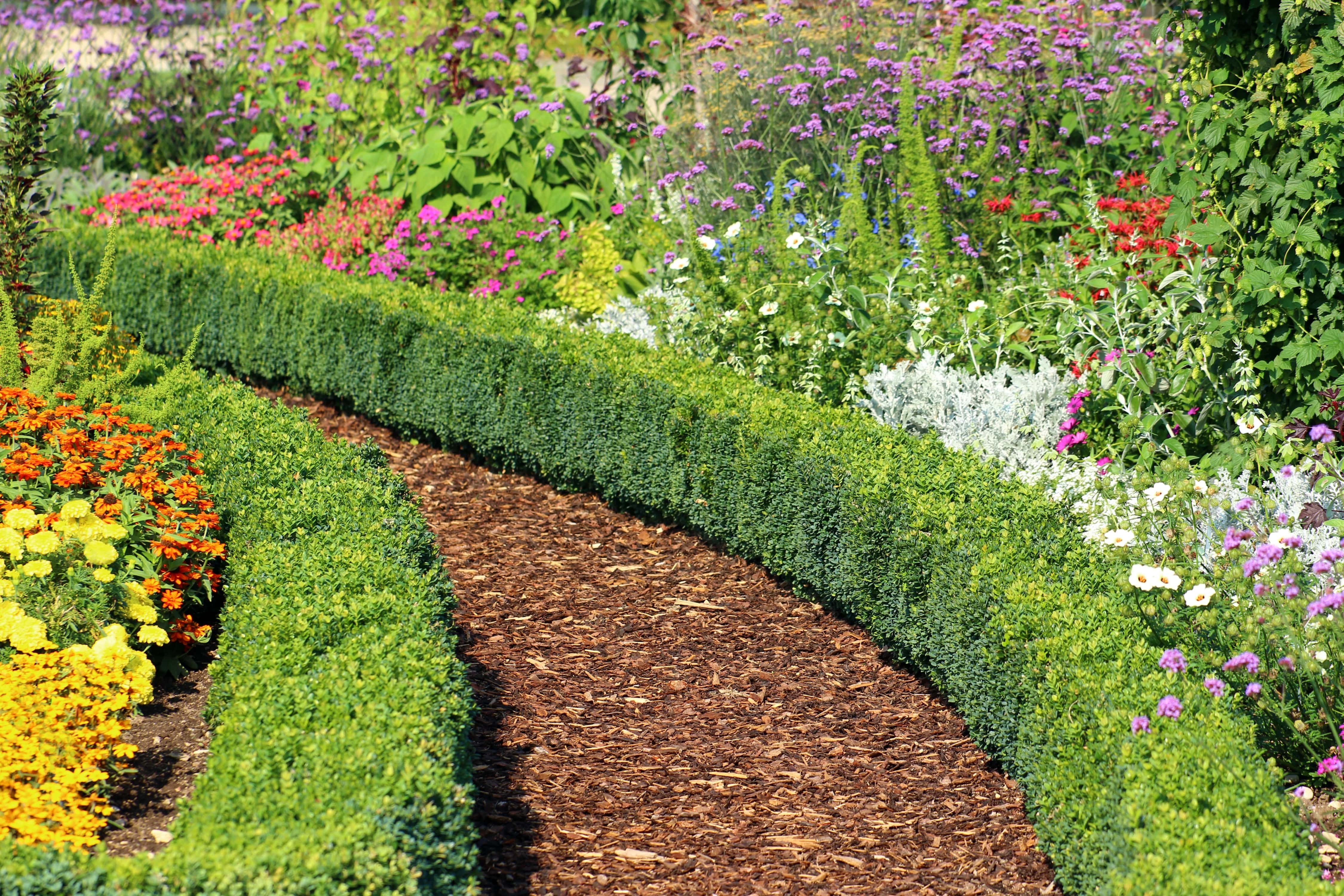 Hedges bordering garden