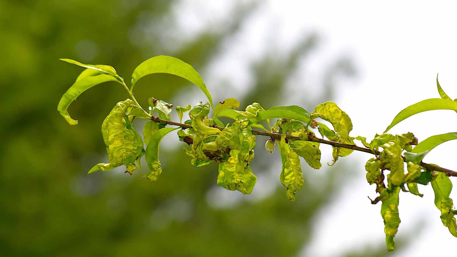 Peach leaf curl