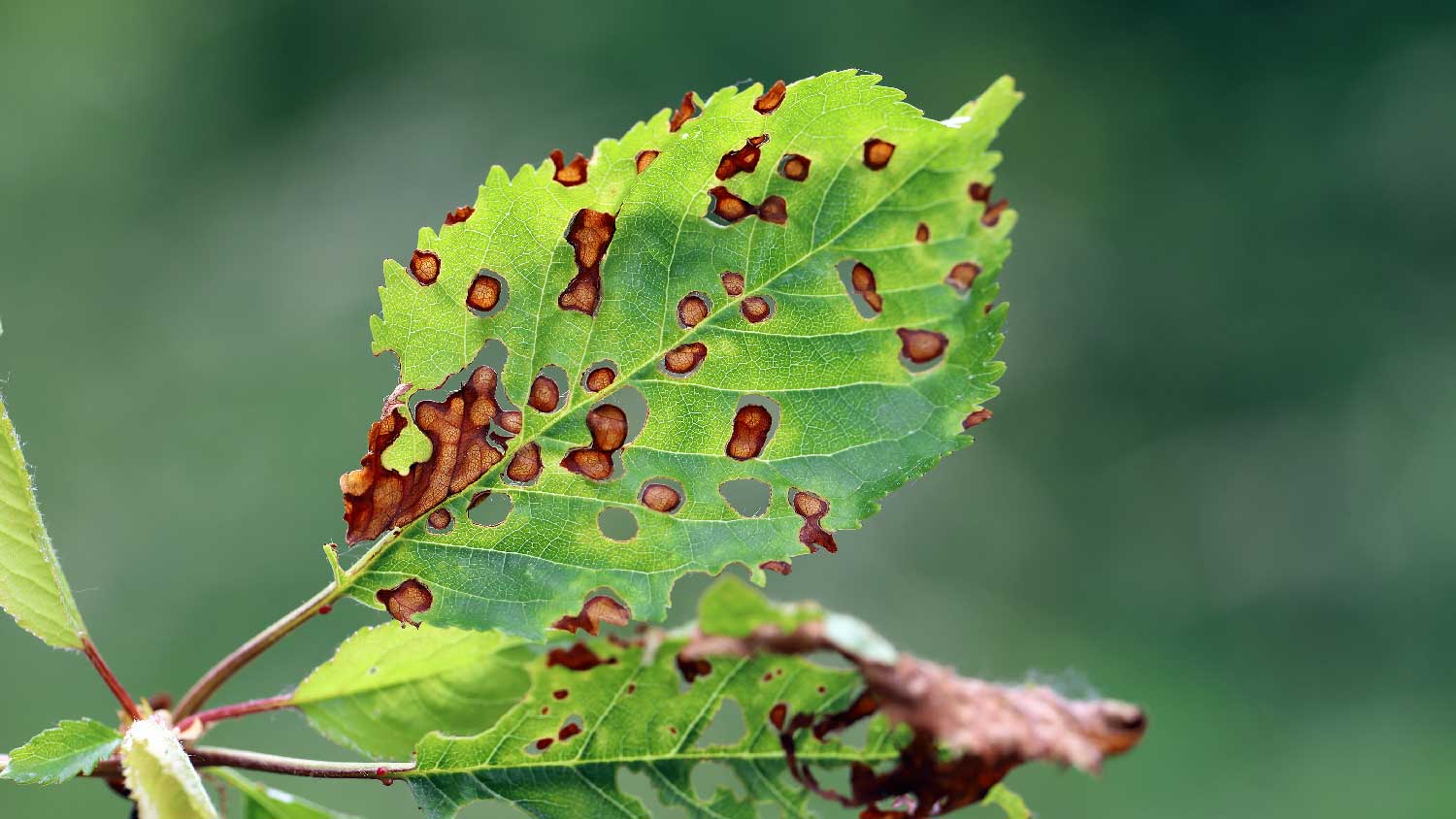 Shot hole disease on cherry leaves