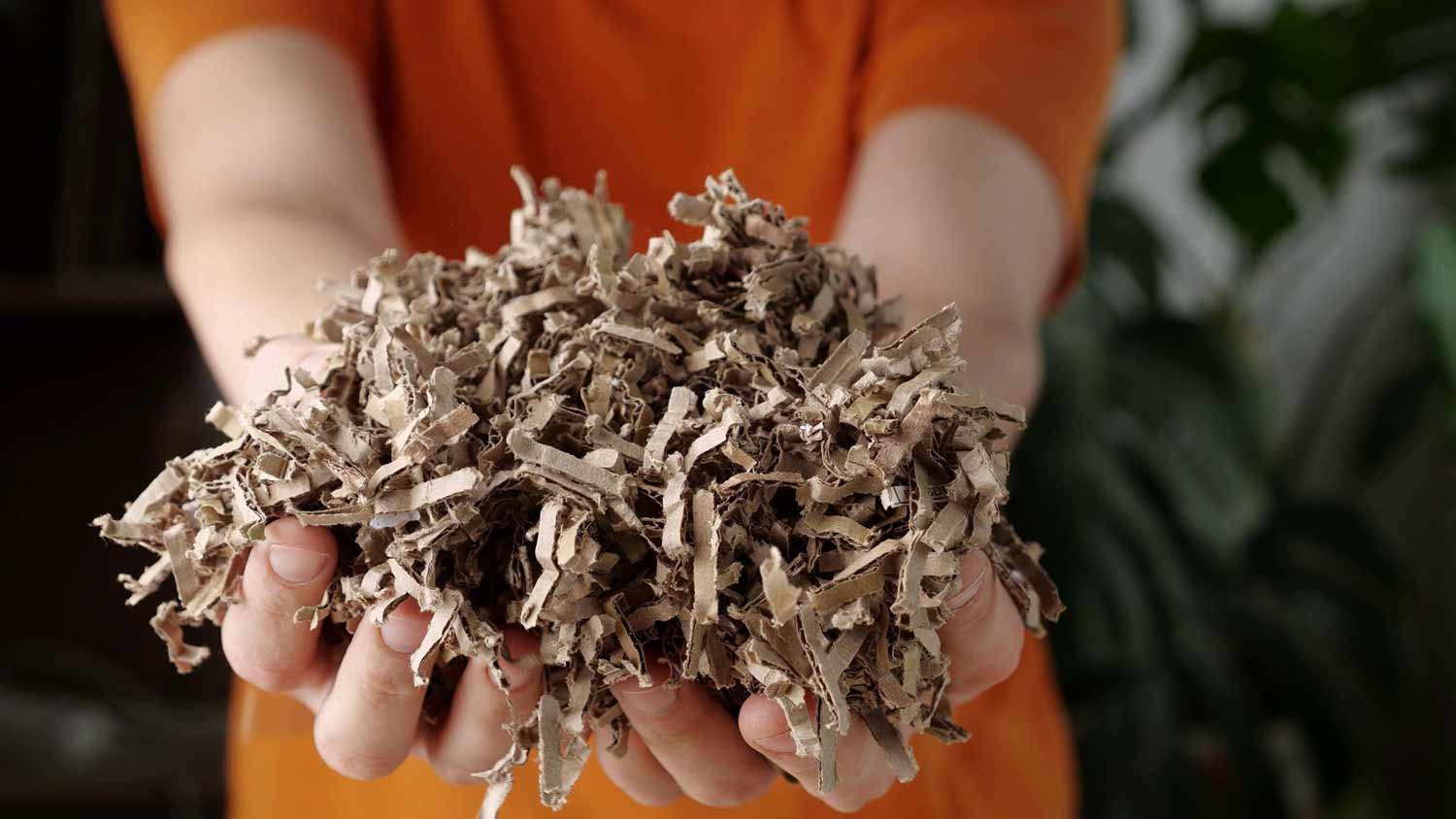 person holding shredded cardboard for mulch