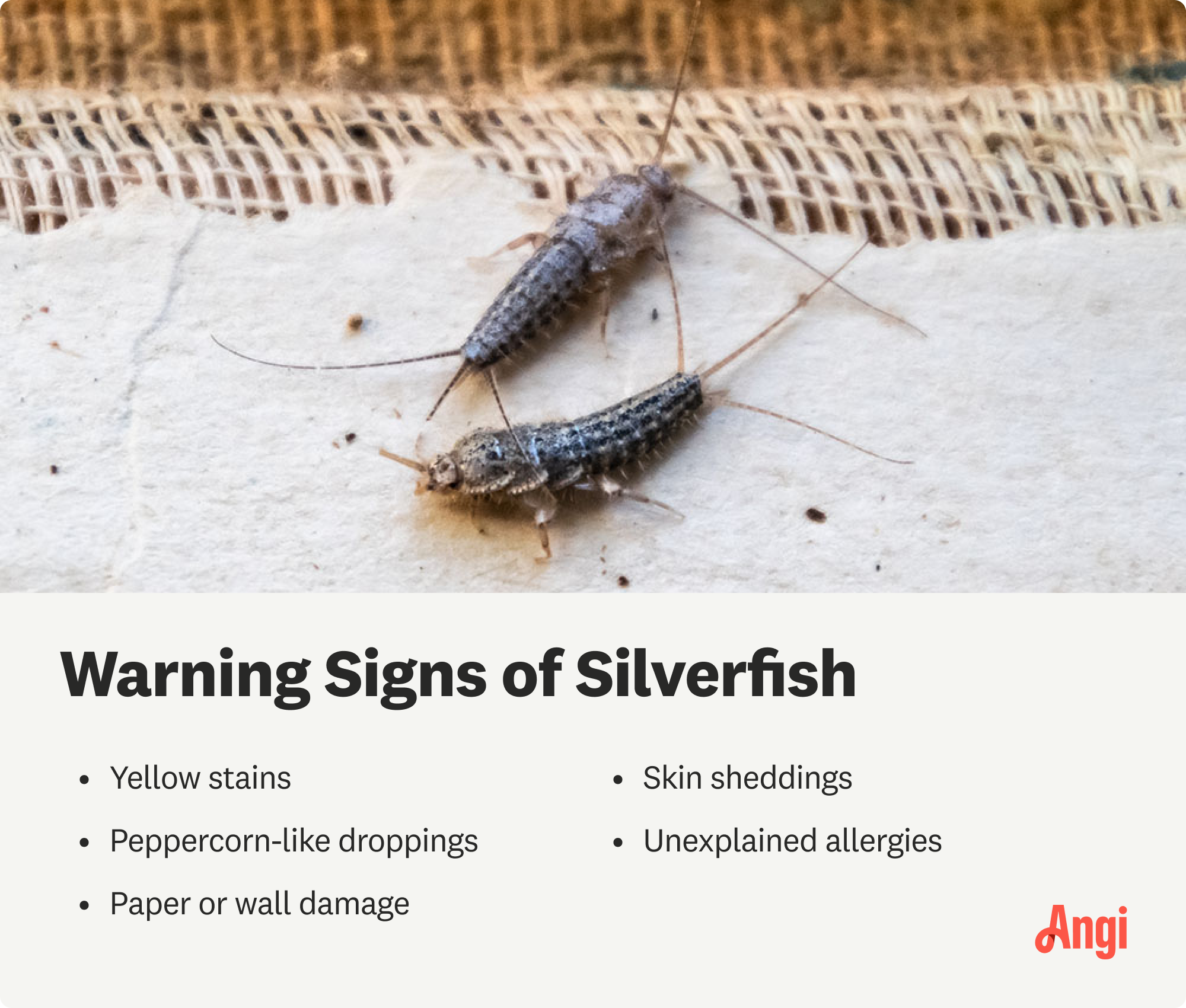5 silverfish warning signs, including pepercorn-like dropings, wall damage, and unexplained allergies Photo credit: