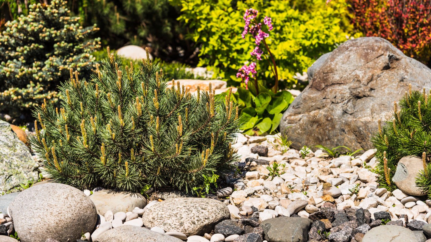 bushes and plants in rock garden with big boulder 