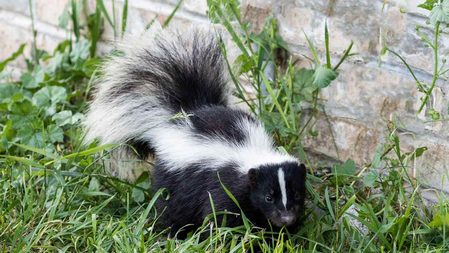 skunk walking along the house backyard