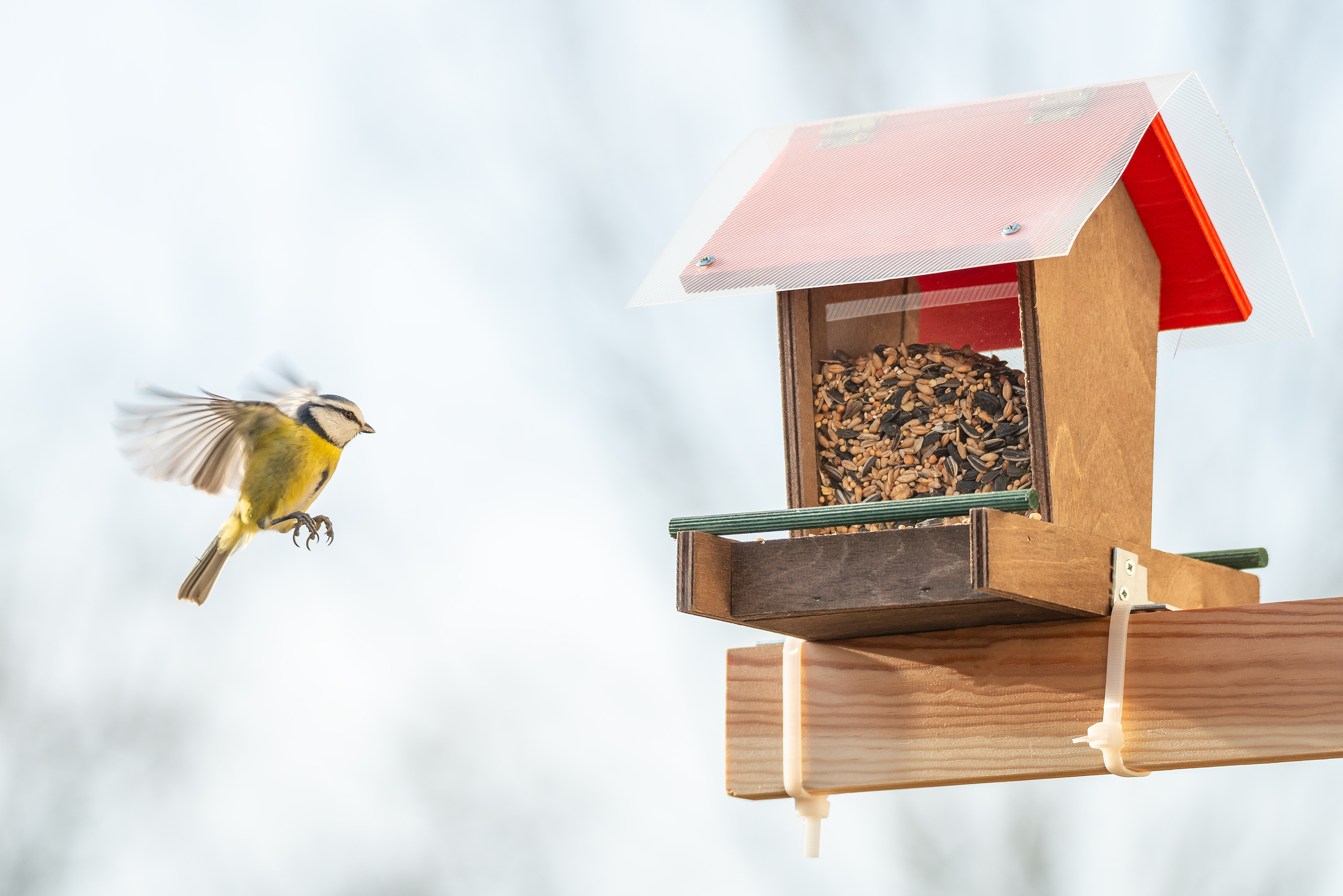 Small bird feeder in outdoor living space 