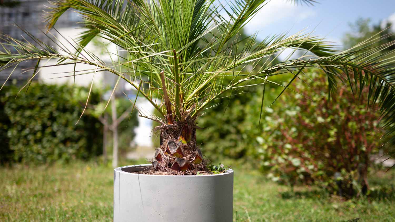 A small palm tree in a concrete pot