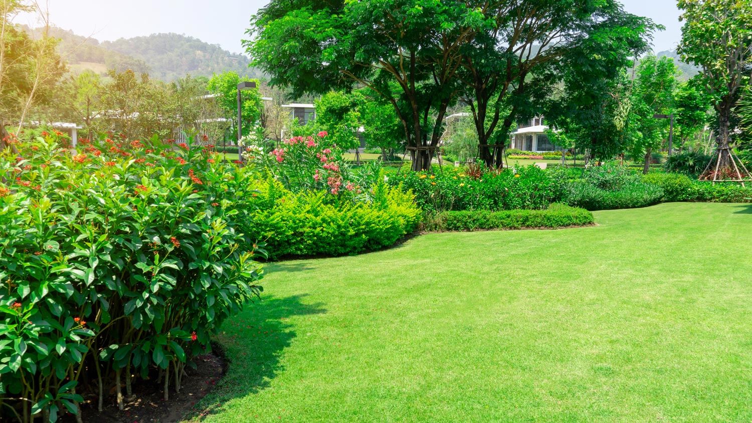 A smooth zoysia grass in a garden