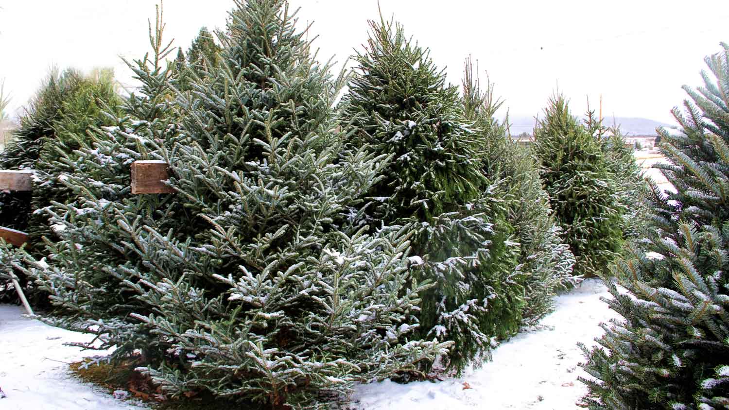 Snow covered fraser fir trees