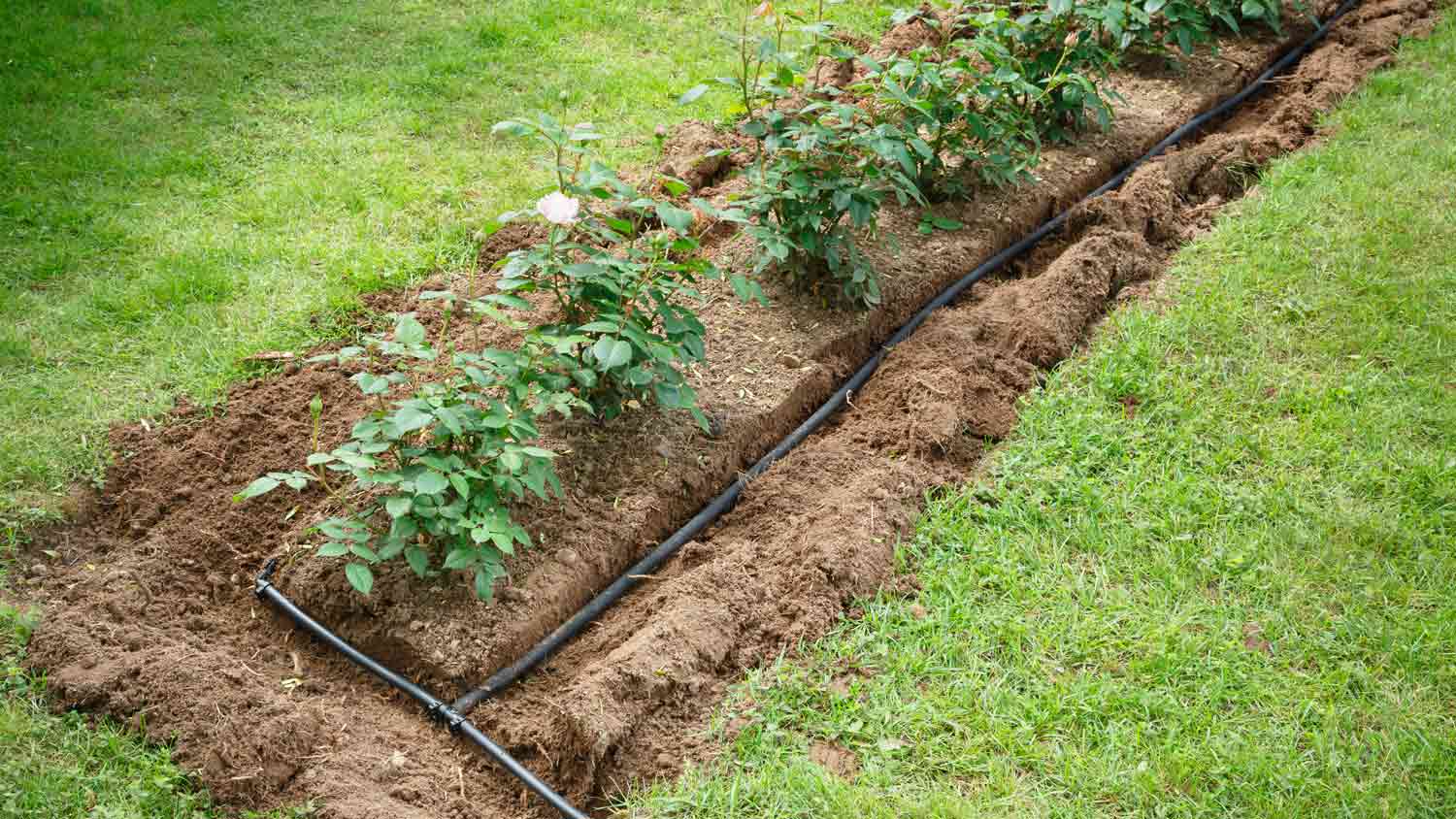 soaker hose in flower bed