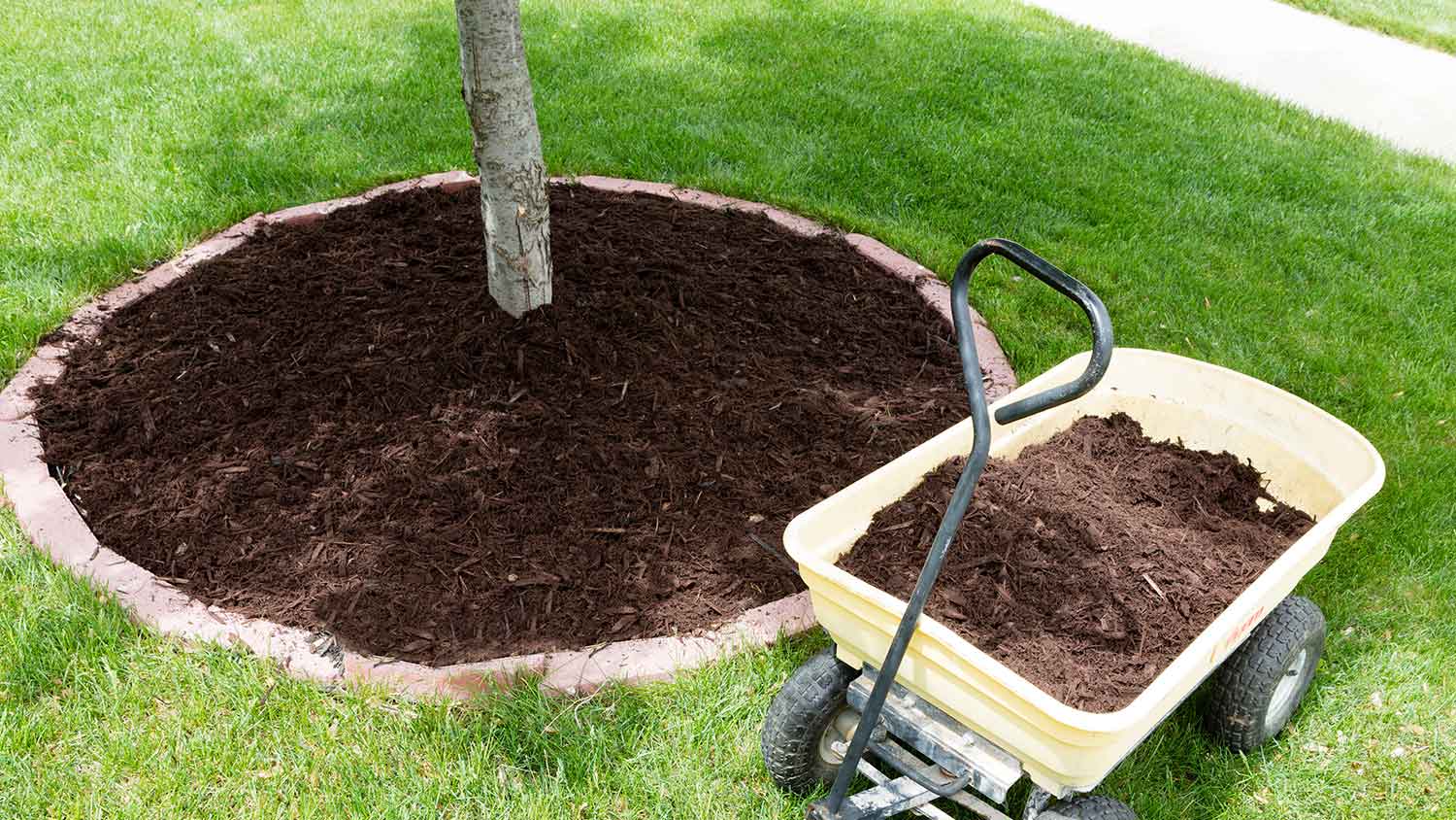 Fresh soil added around the base of a tree