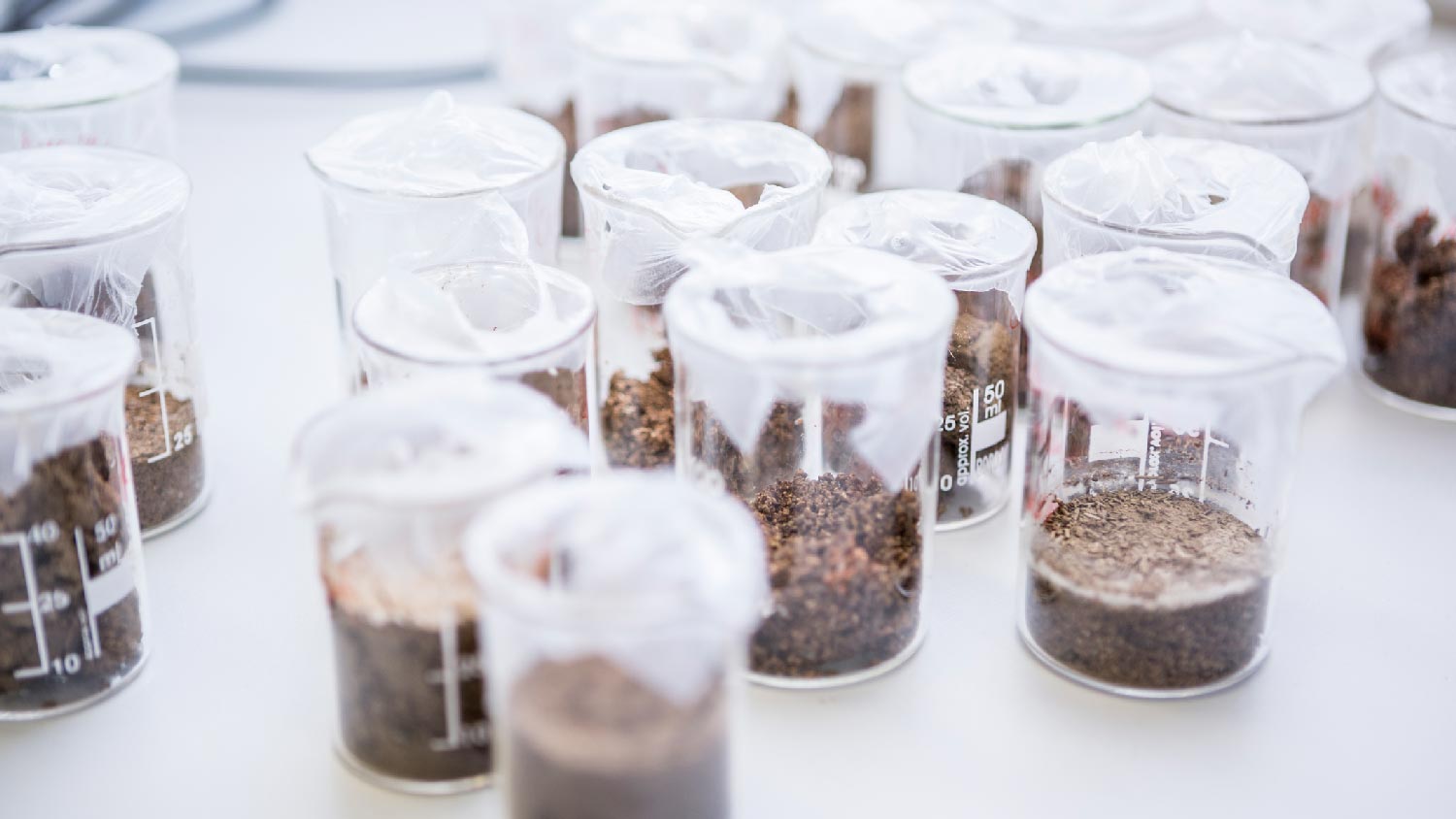 Soil samples in a lab