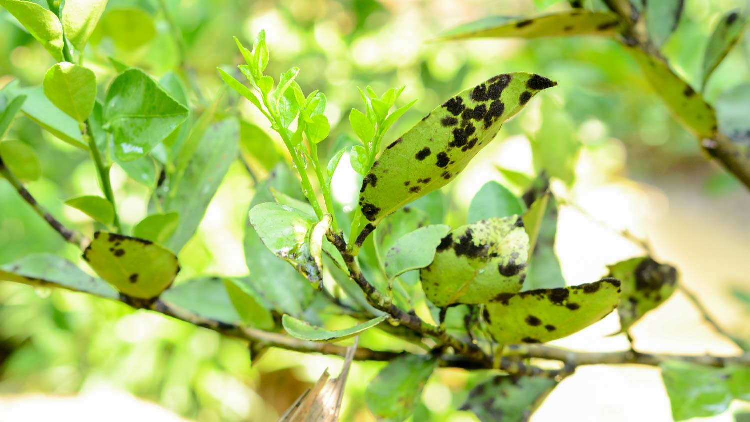 Sooty mold on lemon leaves