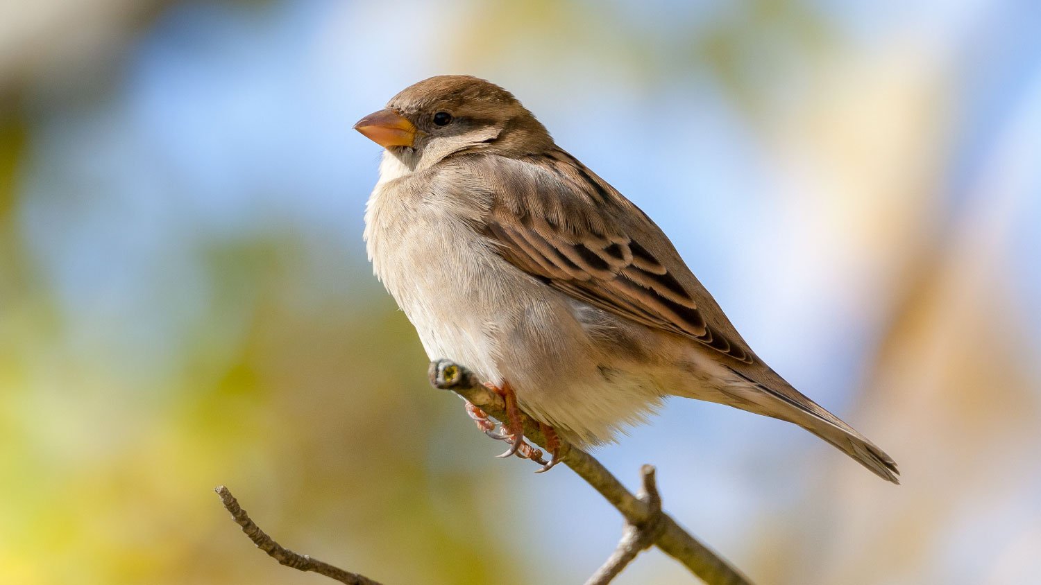 sparrow sitting on a branch