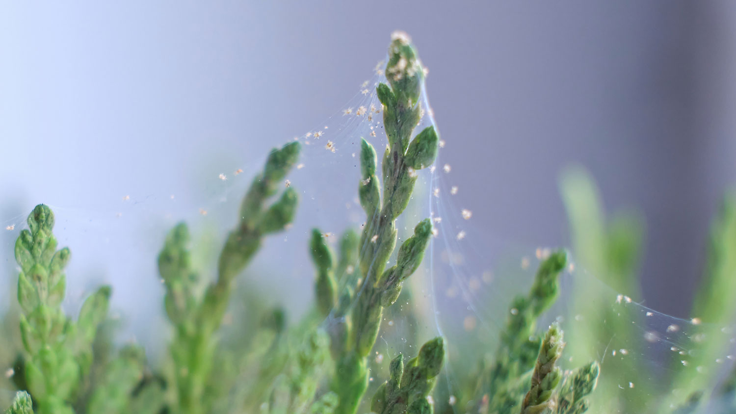 Closeup of plants with spider mite infestation