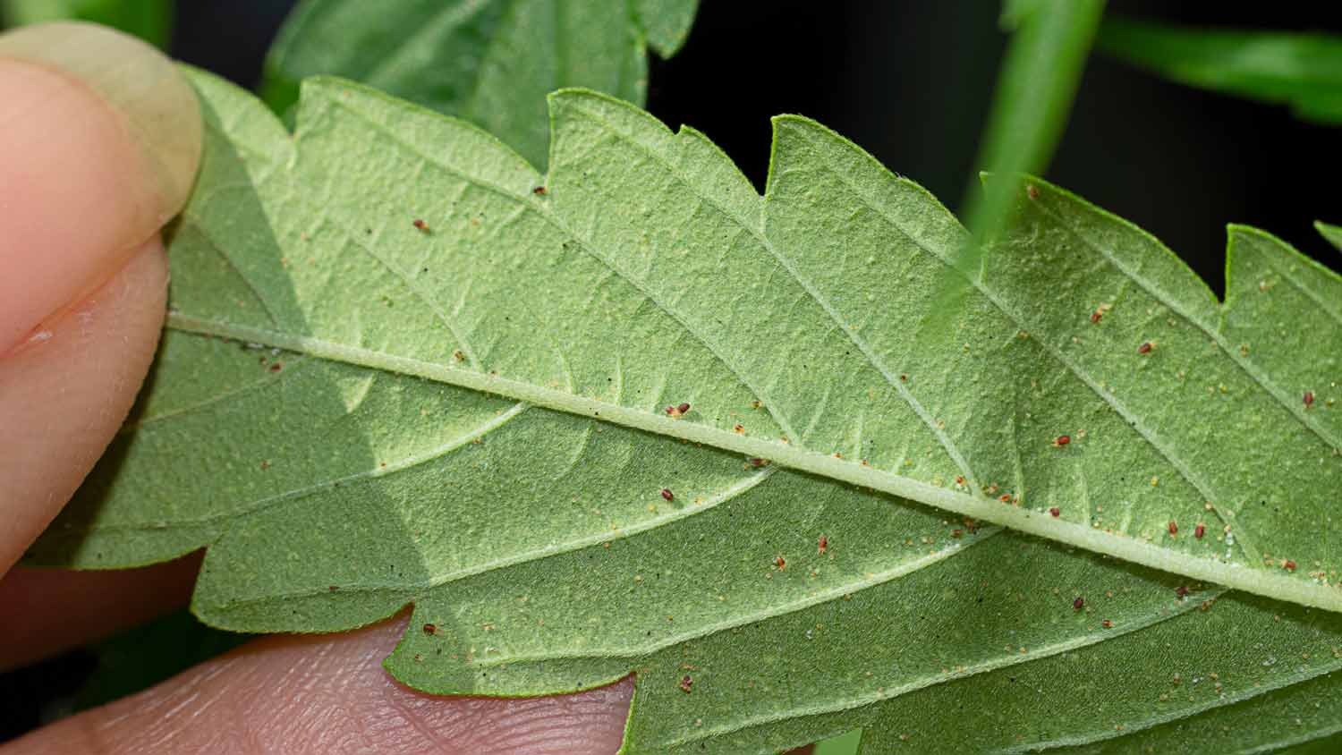 Spider mites on leaves