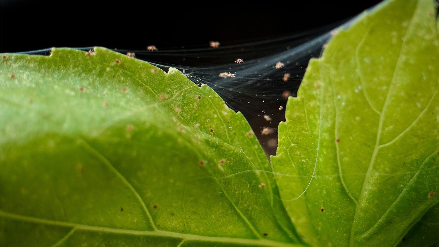 A closeup of spider mites on a plant